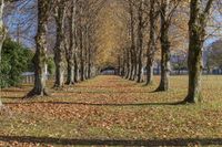 Autumn Landscape with Straight Road through Park