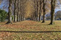 Autumn Landscape with Straight Road through Park