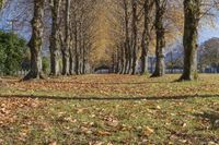 Autumn Landscape with Straight Road through Park