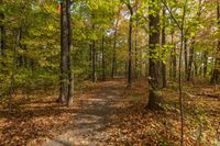 Autumn Landscape in Toronto, Canada