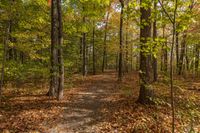 Autumn Landscape in Toronto, Canada