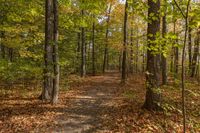 Autumn Landscape in Toronto, Canada