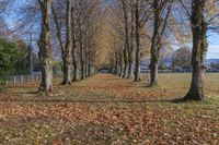 a park is covered with leaves and leaves are laying across the road from trees with brown and green foliage