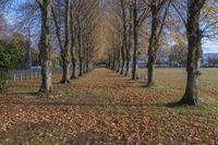 a park is covered with leaves and leaves are laying across the road from trees with brown and green foliage