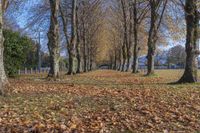 a park is covered with leaves and leaves are laying across the road from trees with brown and green foliage