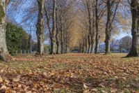 a park is covered with leaves and leaves are laying across the road from trees with brown and green foliage