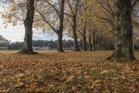 several trees are full of leaves on the ground and chairs are in the distance of them