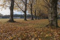 several trees are full of leaves on the ground and chairs are in the distance of them