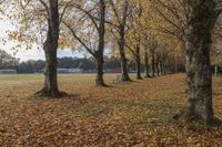 several trees are full of leaves on the ground and chairs are in the distance of them