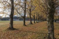 several trees are full of leaves on the ground and chairs are in the distance of them