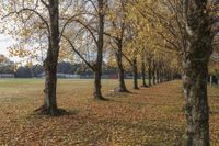 several trees are full of leaves on the ground and chairs are in the distance of them