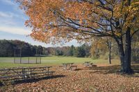 several picnic tables under a tree on a field surrounded by leaves and trees with a baseball field in the background