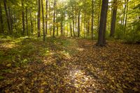 Autumn Path in a Lush Deciduous Forest