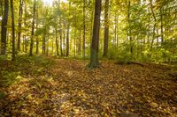 Autumn Path in a Lush Deciduous Forest