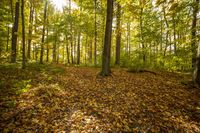 Autumn Path in a Lush Deciduous Forest