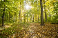 Autumn Path in a Lush Deciduous Forest