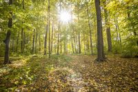 Autumn Path in a Lush Deciduous Forest