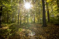 Autumn Path in a Lush Deciduous Forest