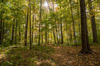 Autumn Path in a Lush Deciduous Forest