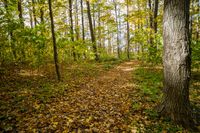 the path runs through a forest surrounded by autumn foliage, with some of the trees getting turned to yellow