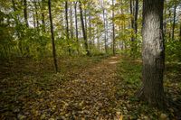 the path runs through a forest surrounded by autumn foliage, with some of the trees getting turned to yellow