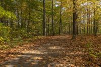 a dirt path runs through a forest with fall colored foliages and blue sky in the background