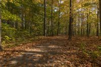 a dirt path runs through a forest with fall colored foliages and blue sky in the background