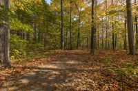 a dirt path runs through a forest with fall colored foliages and blue sky in the background