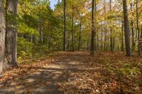 a dirt path runs through a forest with fall colored foliages and blue sky in the background