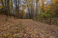 an old wooden fenced path surrounded by trees in autumn time with lots of yellow leaves scattered on the ground