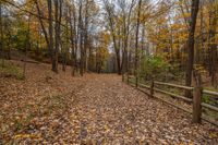 an old wooden fenced path surrounded by trees in autumn time with lots of yellow leaves scattered on the ground