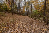 an old wooden fenced path surrounded by trees in autumn time with lots of yellow leaves scattered on the ground