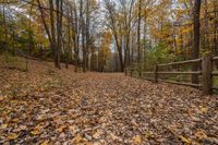 an old wooden fenced path surrounded by trees in autumn time with lots of yellow leaves scattered on the ground