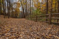 an old wooden fenced path surrounded by trees in autumn time with lots of yellow leaves scattered on the ground