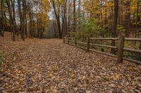 an old wooden fenced path surrounded by trees in autumn time with lots of yellow leaves scattered on the ground