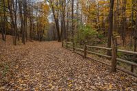 an old wooden fenced path surrounded by trees in autumn time with lots of yellow leaves scattered on the ground