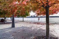 trees with orange, red, yellow and green leaves in fall on the walkway by water