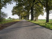 the road has a tree lined stretch with green leaves on it as well as grass and trees along the sides