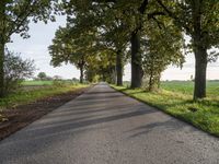 the road has a tree lined stretch with green leaves on it as well as grass and trees along the sides