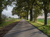 the road has a tree lined stretch with green leaves on it as well as grass and trees along the sides