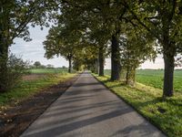 the road has a tree lined stretch with green leaves on it as well as grass and trees along the sides