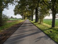 the road has a tree lined stretch with green leaves on it as well as grass and trees along the sides