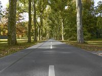 a lone, paved tree lined road in a green park with lush leaves on the ground