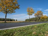 an empty road surrounded by autumn leaves, with several trees lining it's roadway