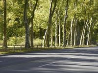 Autumn Road in Berlin with Yellow Leaves