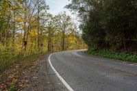 an empty road surrounded by autumn colored trees in the middle of the woods with leaves covering it