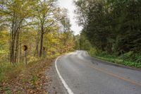 an empty road surrounded by autumn colored trees in the middle of the woods with leaves covering it