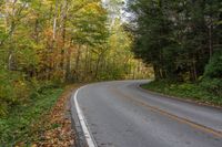 an empty road surrounded by autumn colored trees in the middle of the woods with leaves covering it