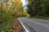 an empty road surrounded by autumn colored trees in the middle of the woods with leaves covering it