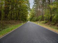 an empty road is shown in the middle of the woods with tall trees lining the path